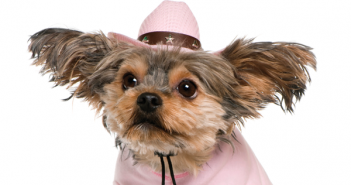 Critters in Costumes