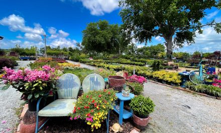 Springwater Greenhouse & Landscaping: Providing Inspiration for Outdoor and Indoor Spaces