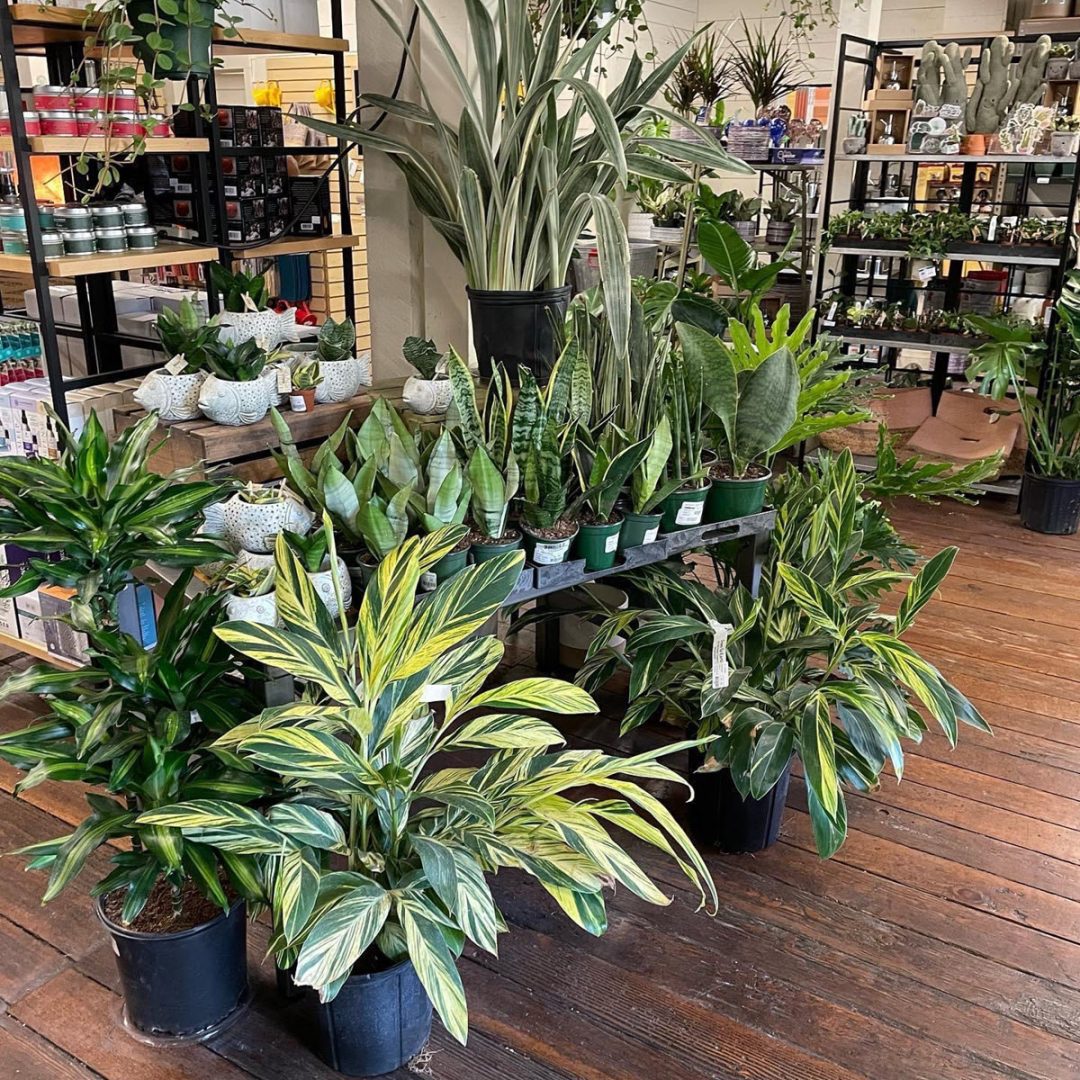 Down to Earth Home, Garden & Gift | Smart Retailer
