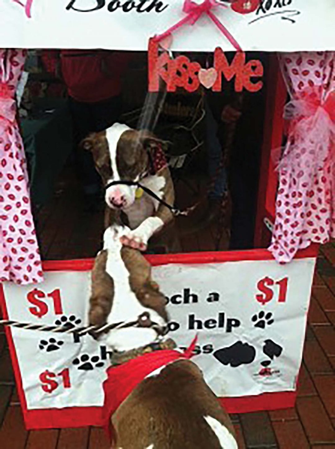 Williamsburg, Virginia Pet Store The Nautical Dog Smart Retailer