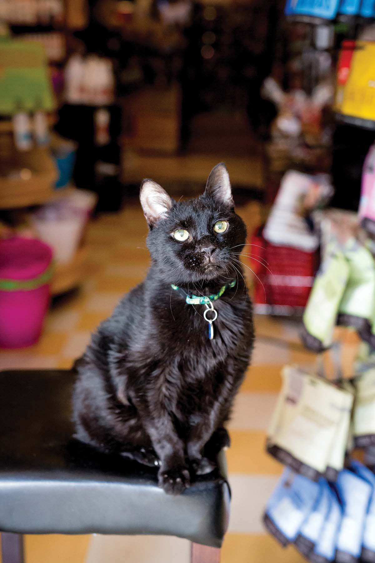 Williamsburg, Virginia Pet Store The Nautical Dog Smart Retailer